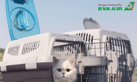 Hướng dẫn chọn lồng vận chuyển chó mèo EVA Air chuẩn IATA